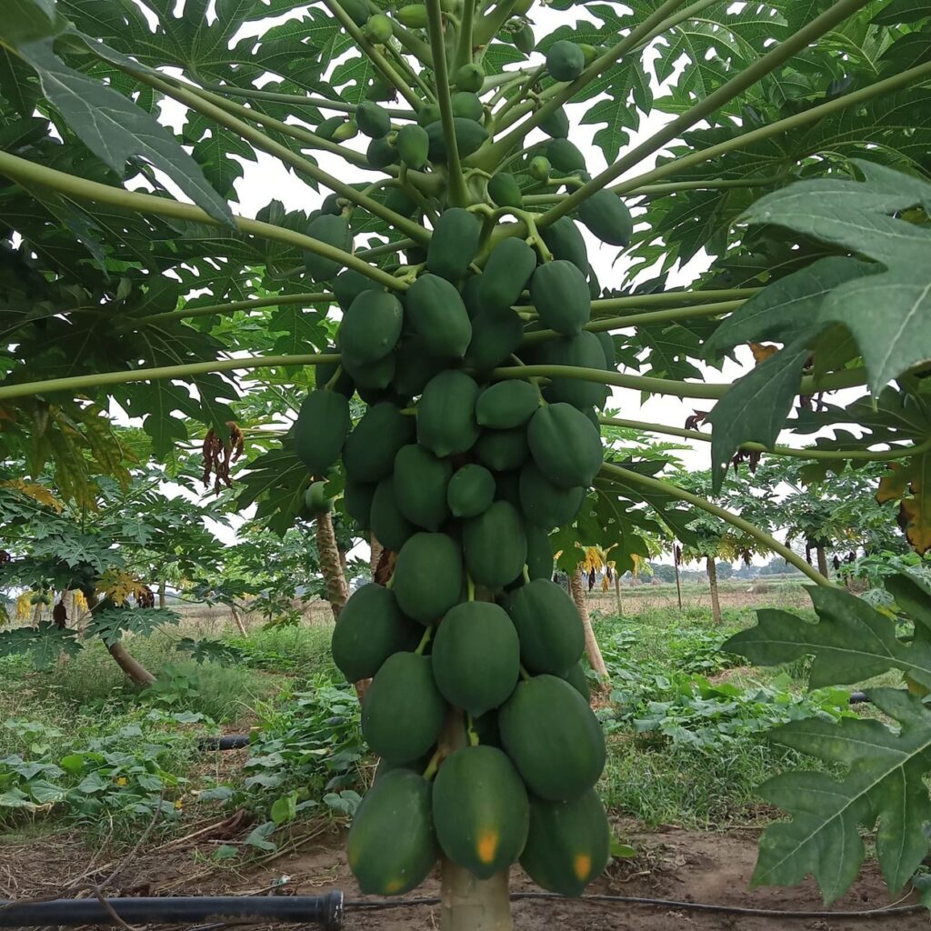 best Papaya-Plants