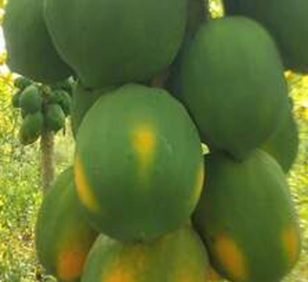 Papaya-Plant