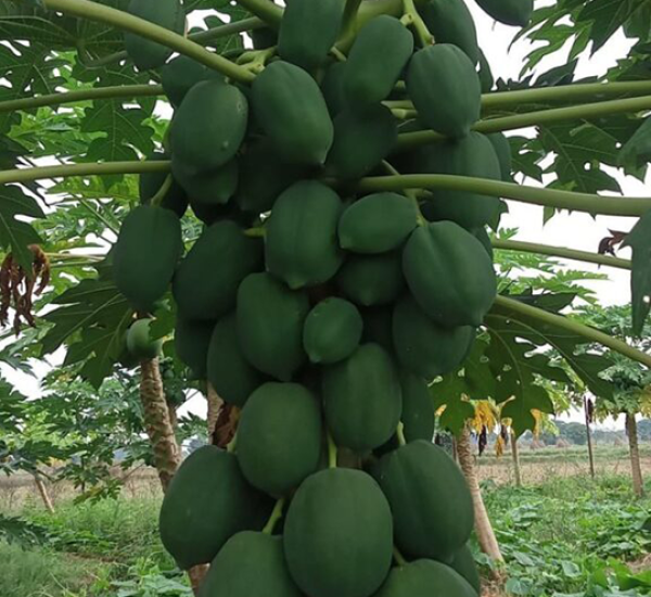 Papaya-Plant