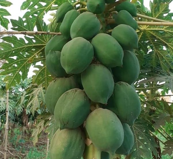 best Papaya-Plants