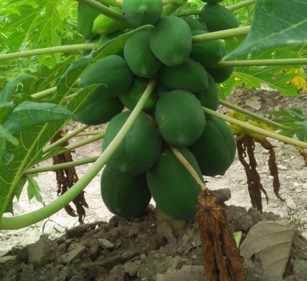 best Papaya-Plants