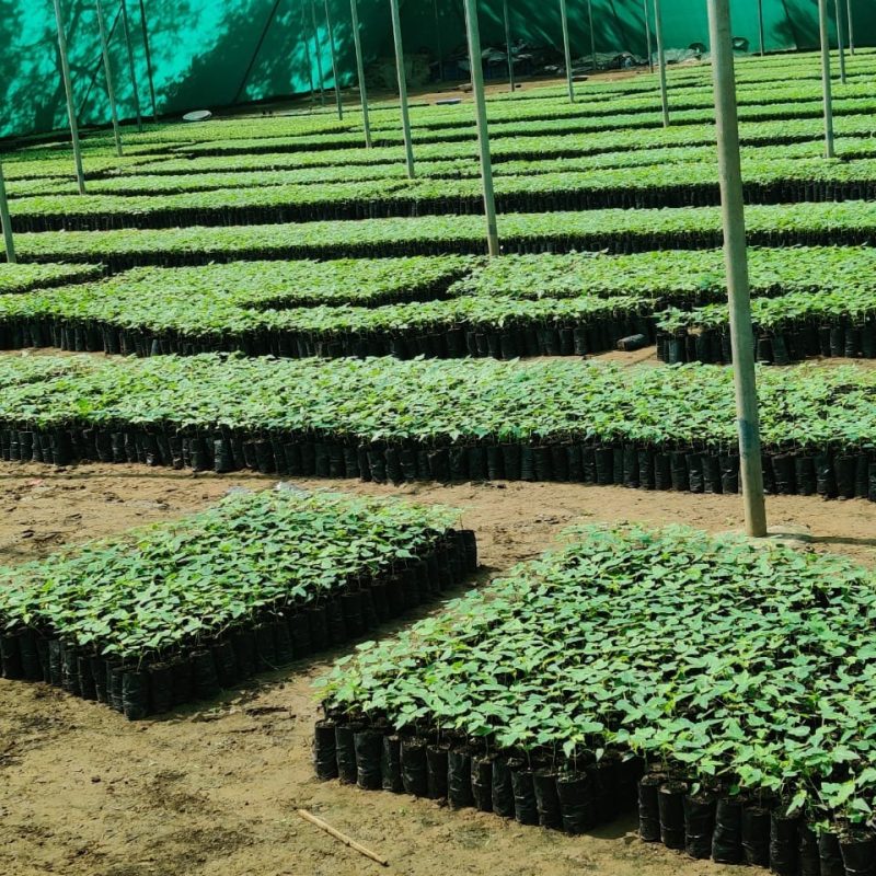 Papaya Farming