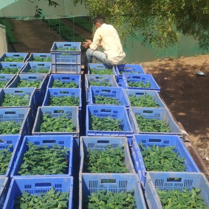 Papaya Farming