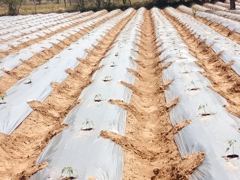 Best Papaya Farming