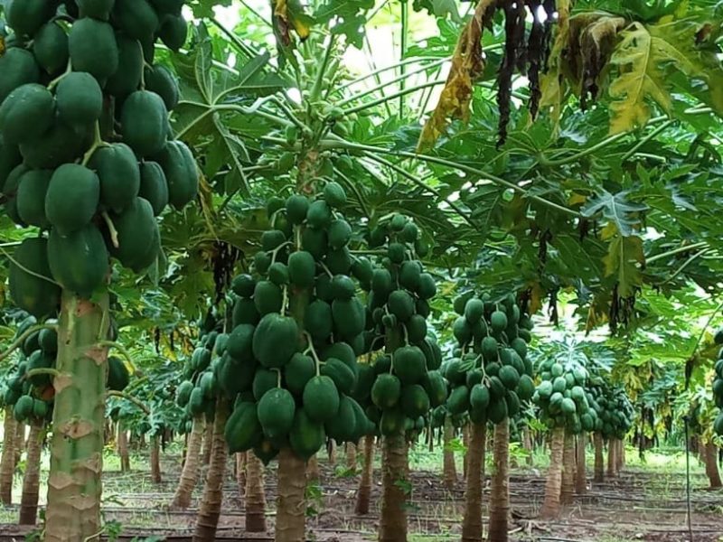 Best Papaya Farming