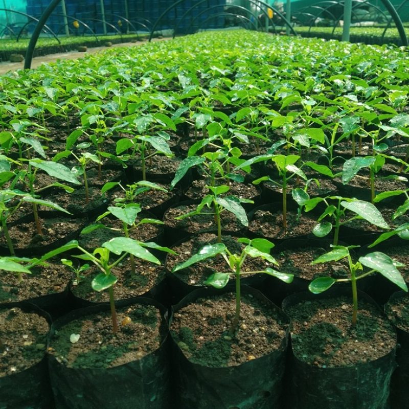 Papaya Farming