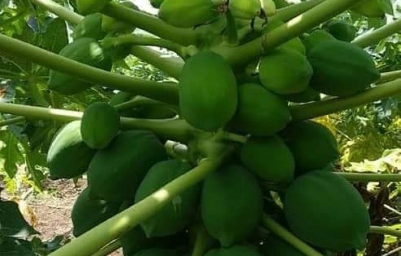 Papaya-Plant