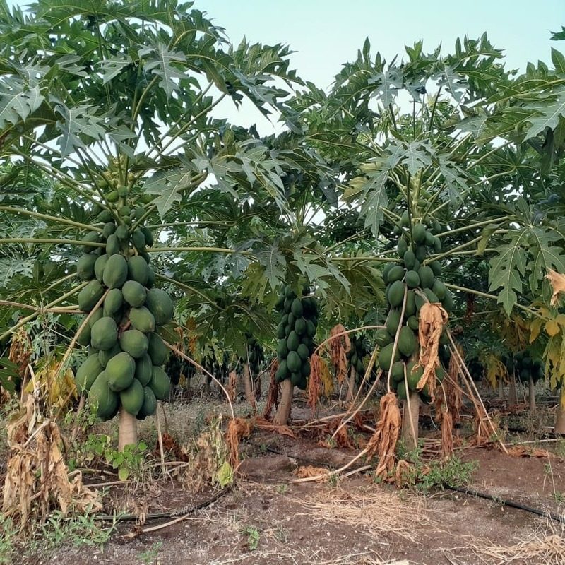 Papaya-Plant