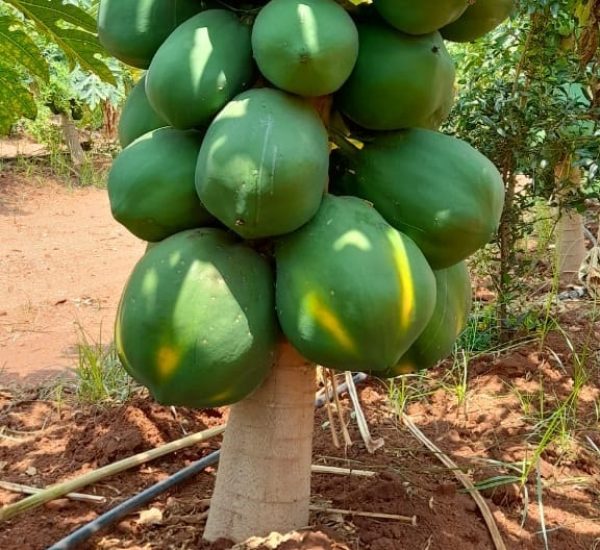 Healthy papaya plants and farming