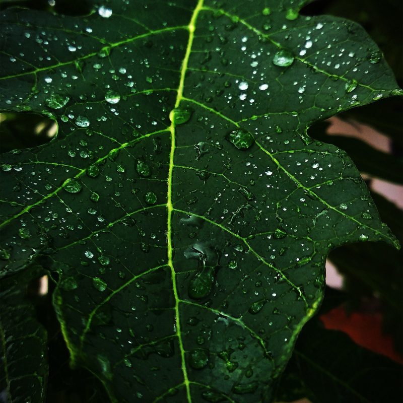 papaya-leaf-g26a871c5e_1920